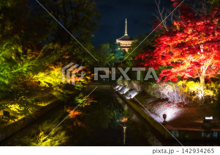 Toji five storied pagoda by colorful maple tree tunnel light up, Kyoto Toji five storied pagoda by colorful maple tree tunnel light up, Kyoto 142934265