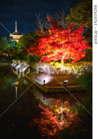 Red maple tree light up with Toji pagoda at night in autumn, Kyoto Red maple tree light up with Toji pagoda at night in autumn, Kyoto 142934266