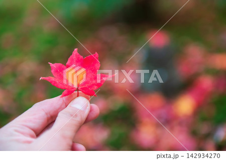 red maple leaf with orange heart on hand at Enko-ji garden, Kyoto, red maple leaf with orange heart on hand at Enko-ji garden, Kyoto, 142934270