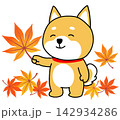 紅葉したもみじを手に嬉しそうなしばいぬ 142934286