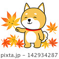 紅葉したもみじを手に嬉しそうなしばいぬ2 142934287
