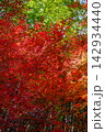 真っ赤な紅葉 142934440