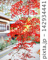 垂れ下がる紅葉 142934441