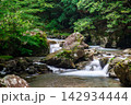 森の中を流れる清流 142934444