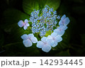 儚げな紫陽花 142934445