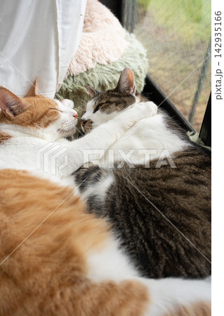 窓辺でくつろぐ二匹の猫 窓辺でくつろぐ二匹の猫 142935166