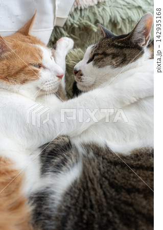 窓辺でくつろぐ二匹の猫 窓辺でくつろぐ二匹の猫 142935168