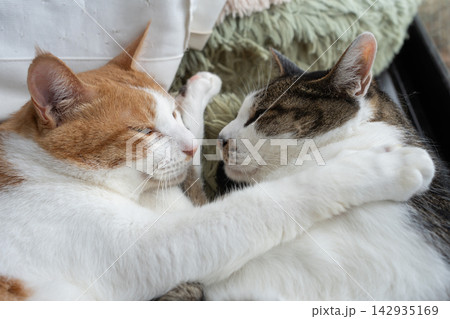 窓辺でくつろぐ二匹の猫 窓辺でくつろぐ二匹の猫 142935169