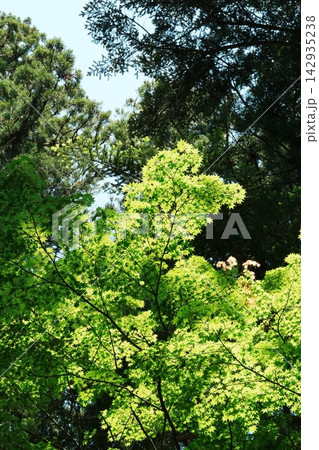 逆光に透ける春のカエデの新緑と杉林 142935238