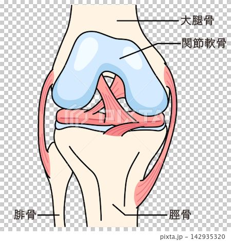 The structure of the knee joint: A normal knee The structure of the knee joint: A normal knee 142935320