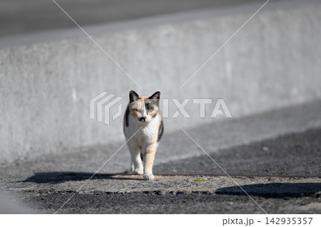 路地を歩く猫 路地を歩く猫 142935357