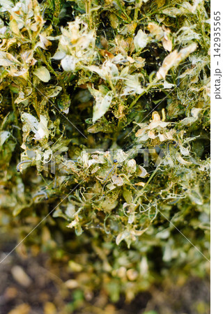 Close Up of Boxwood Leaves Eaten by Caterpillar Close Up of Boxwood Leaves Eaten by Caterpillar 142935565