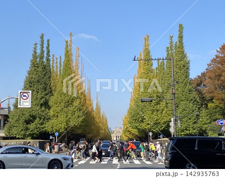 紅葉した明治神宮外苑の銀杏並木 紅葉した明治神宮外苑の銀杏並木 142935763