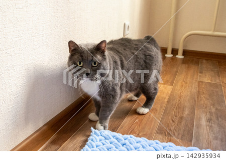 Grey domestic cat with white chest standing on wooden floor indoors. Cute feline pet looking at camera. Animal lifestyle portrait in home environment. Domestic cat care and comfort concept. 142935934