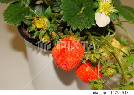 植木鉢のイチゴの苗 植木鉢のイチゴの苗 142936389
