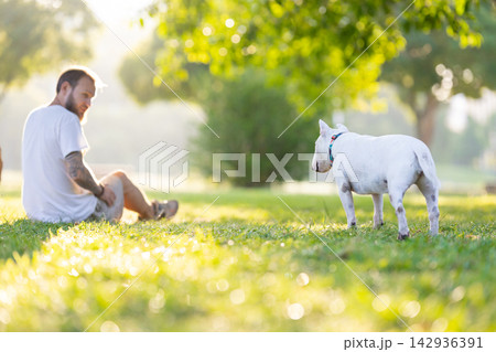 Old bull terrier stands on green grass while its male owner sits in a park, sunlight filtering through trees creating a serene outdoor atmosphere Old bull terrier stands on green grass while its male owner sits in a park, sunlight filtering through trees creating a serene outdoor atmosphere 142936391