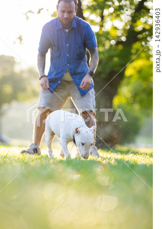 Old bull terrier walks on grass while owner watches closely in a sunlit park, surrounded by trees and a blurred background of greenery and sunlight 142936403