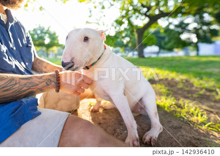 Old bull terrier sits beside owner in a park, sunlight filtering through trees, showcasing the bond between pet and human in a natural outdoor setting 142936410