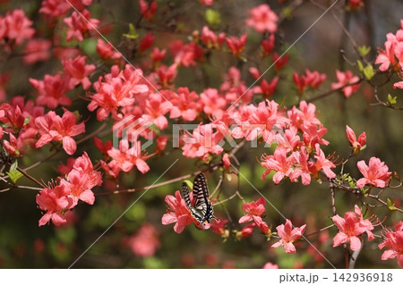 赤い花にとまる蝶 赤い花にとまる蝶 142936918