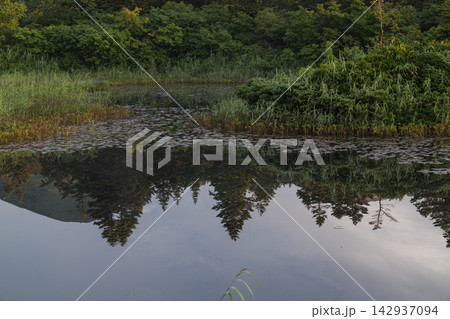 朝の池に映る針葉樹と睡蓮の葉(八甲田) 朝の池に映る針葉樹と睡蓮の葉(八甲田) 142937094