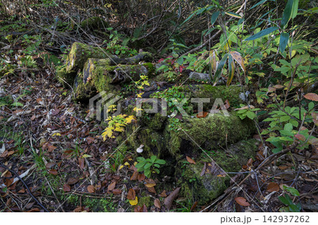 苔むした切り株と秋の森の植物(岳岱自然観察教育林) 苔むした切り株と秋の森の植物(岳岱自然観察教育林) 142937262