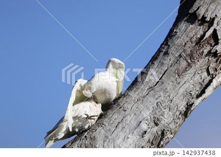 Little corellas Cacatua sanguinea gymnopis. Little corellas Cacatua sanguinea gymnopis. 142937438