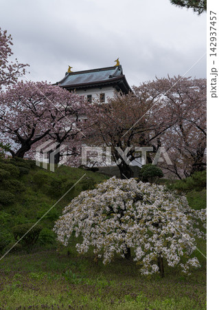 松前城の天守と満開の桜(縦位置) 松前城の天守と満開の桜(縦位置) 142937457