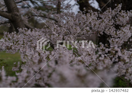 満開の桜のクローズアップ（道南） 142937482
