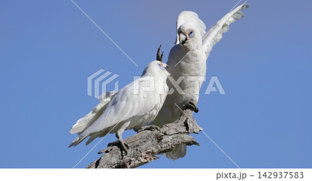Little corellas fighting. Little corellas fighting. 142937583
