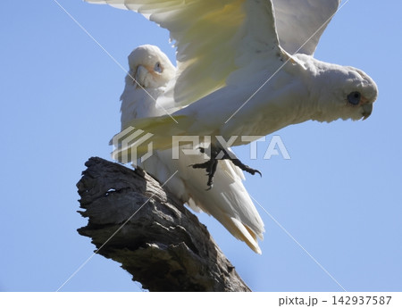 Little corella taking flight. 142937587