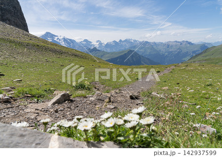 アルプスの登山道と白い花（フィルスト） 142937599