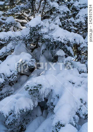 三段山の樹氷の枝のアップ 三段山の樹氷の枝のアップ 142937634