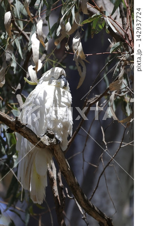 Greater sulphur-crested cockatoo sleeping. 142937724
