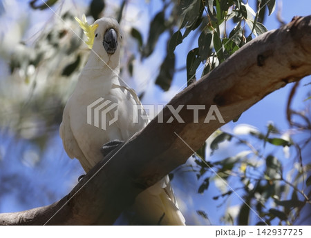 Greater sulphur-crested cockatoo. 142937725