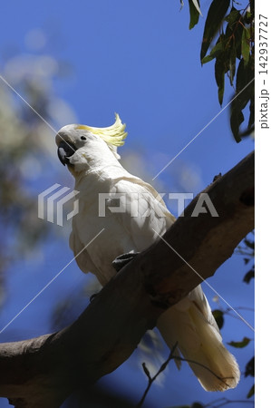 Greater sulphur-crested cockatoo. 142937727