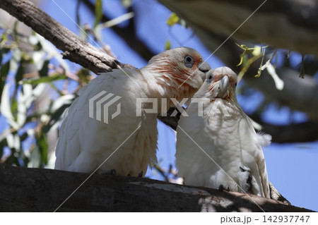 Pair of little corellas. 142937747