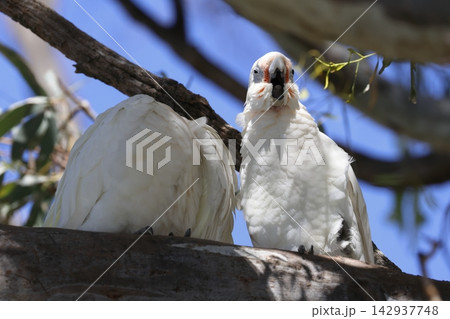 Pair of little corellas. 142937748