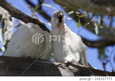 Pair of little corellas. Pair of little corellas. 142937773