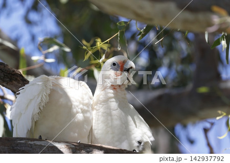 Pair of little corellas. 142937792