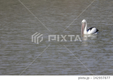 Australian pelican fishing. 142937877