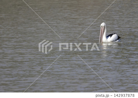 Australian pelican fishing. 142937878