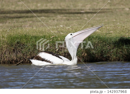 Australian pelican swallowing a fish. Australian pelican swallowing a fish. 142937968