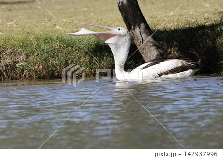 Australian pelican swallowing a fish. Australian pelican swallowing a fish. 142937996