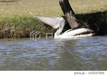 Australian pelican swallowing a fish. 142937998