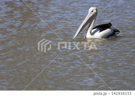 Australian pelican Pelecanus conspicillatus. 142938155