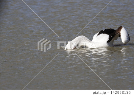 Australian pelican fishing. Australian pelican fishing. 142938156