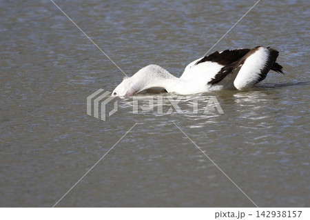 Australian pelican fishing. 142938157