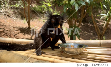 正面を向いて餌を食べるキツネザルの野生動物写真 142938454