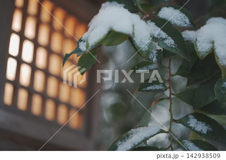 雪を被った南天の葉 雪を被った南天の葉 142938509