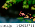 水面のボケ味とモミジの鮮やかな赤い新芽 142938711